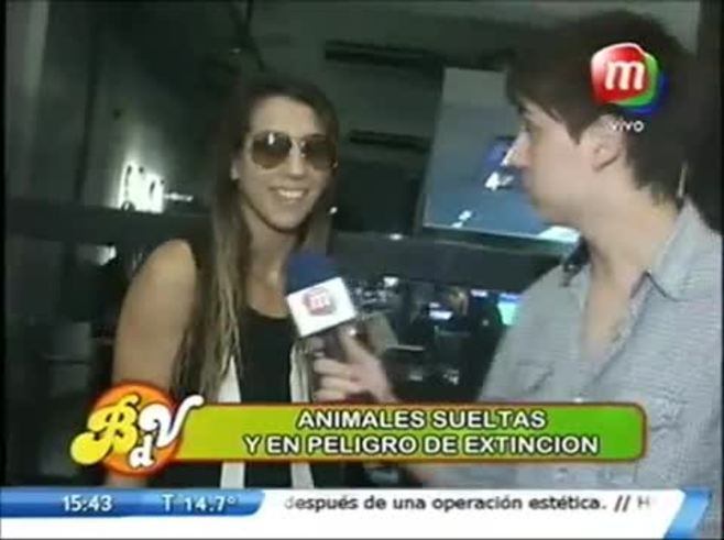 ¿Por qué Cinthia Fernández se quedó afuera de Animales Sueltos y Cantando 2012?