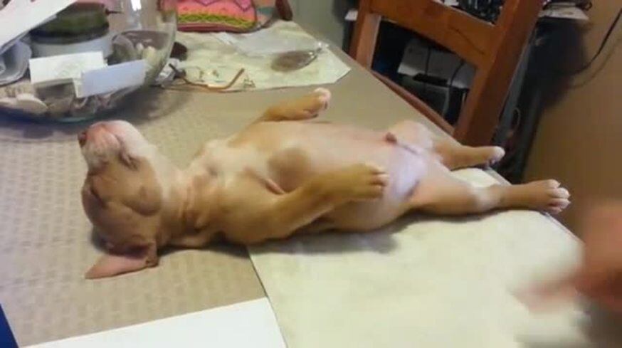 El cachorrito que no puede despertarse