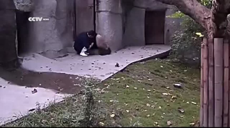 Cuidador de zoológico trata de darle medicina a dos pandas bebe... ¡Misión supertierna!