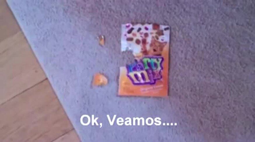El perro se comió la comida del gato y su dueño lo descubrió