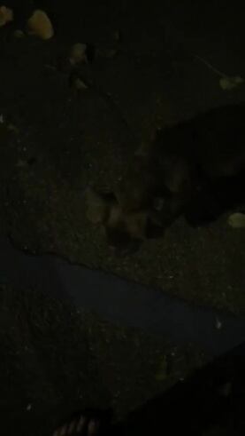 perro.mp4
