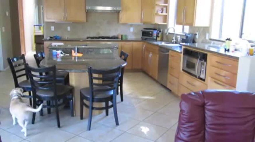 El genial video de una perra que se las ingenia para “robarle” comida a su dueño