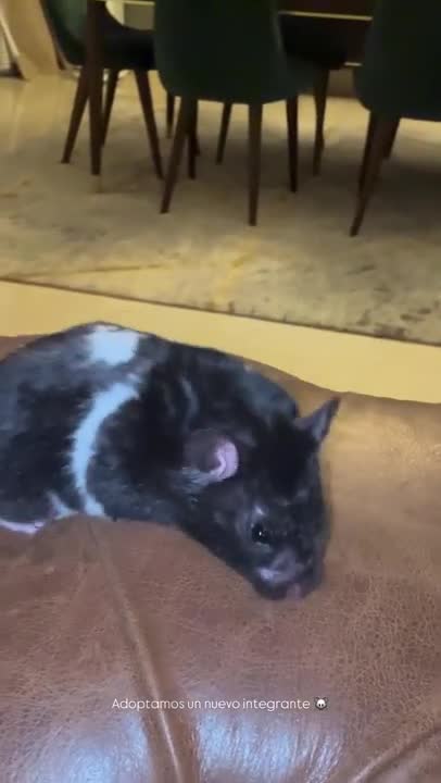 Wanda Nara presentó a la nueva mascota de su familia tras regresar de México