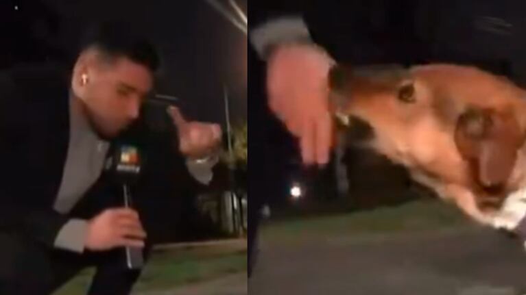 Un movilero estaba haciendo una nota con un perro callejero y el animal le mordió la mano: el video