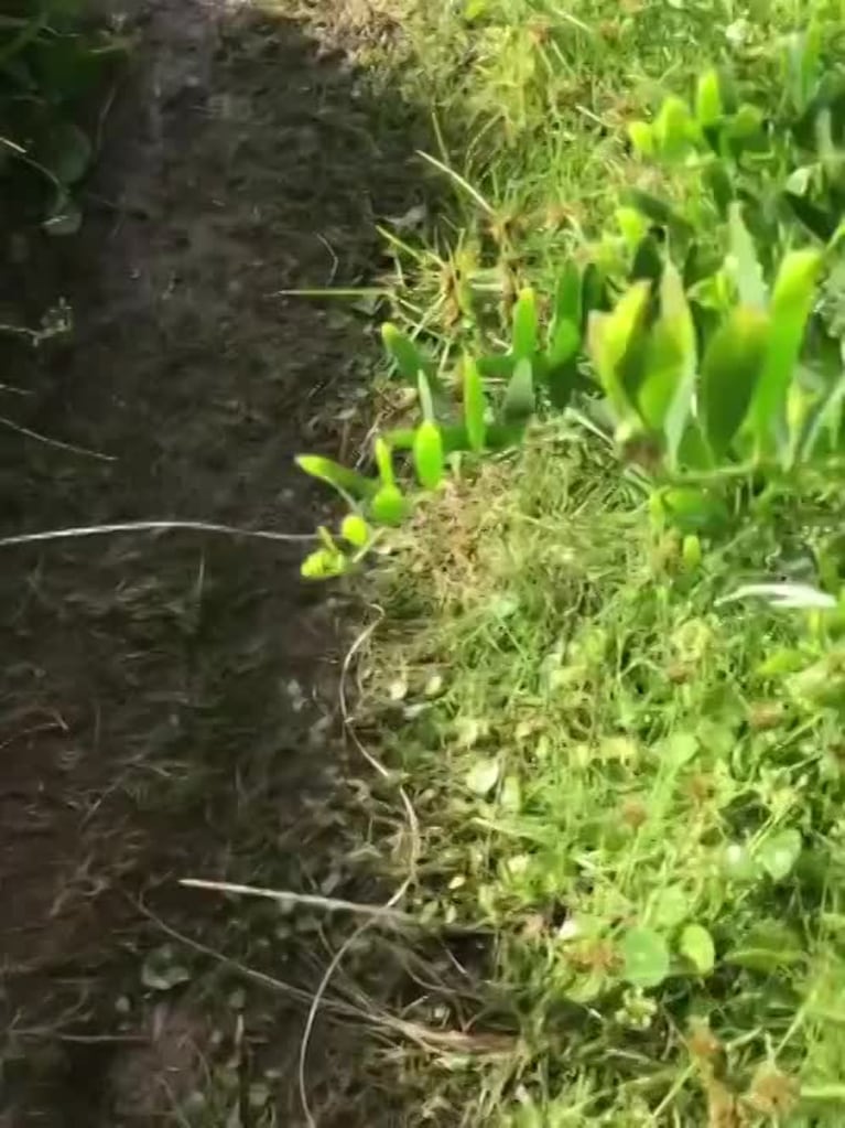 Video Placeholder