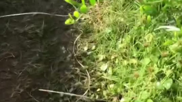 El video de Ernestina Pais que posteó Lautaro