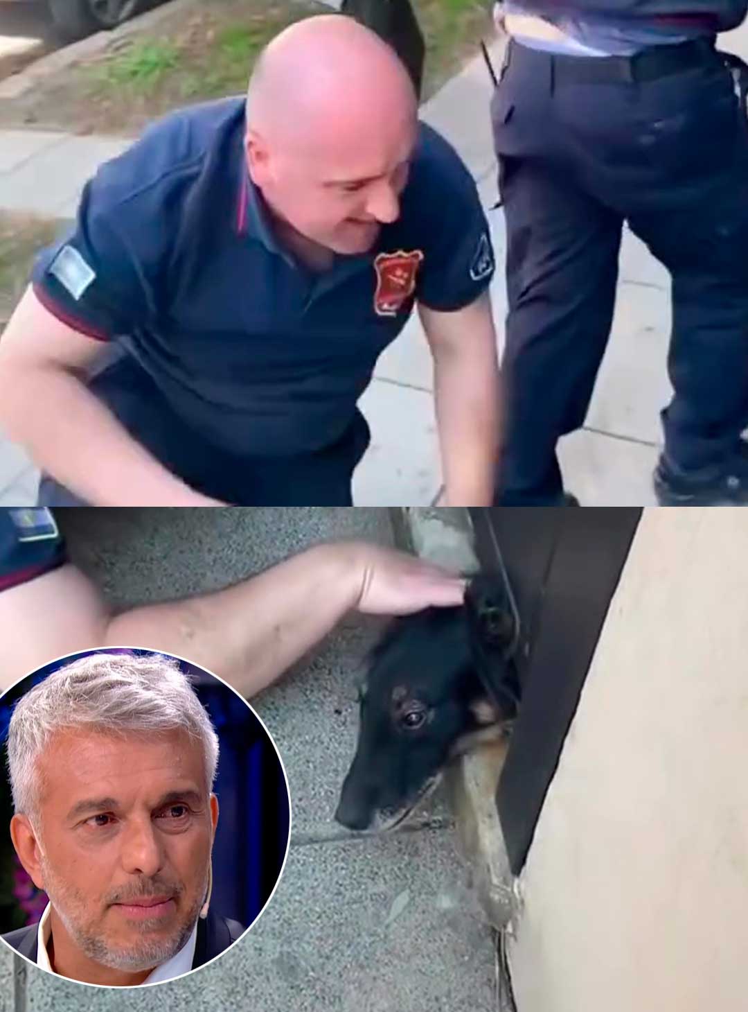 El increíble rescate de una perrita atrapada que emocionó a Mario Massaccesi