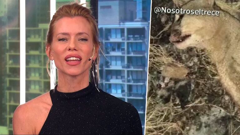Nicole Neumann repudió en Nosotros a la Mañana a un hombre por asesinar a un puma en Río Negro