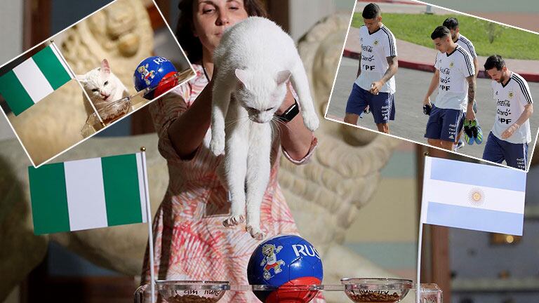 gato Achilles.mp4