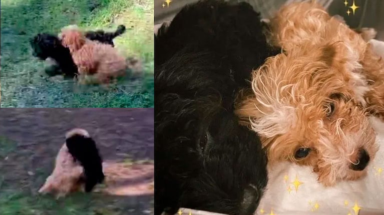 El video del tierno reencuentro de Morita y Caramelo tras Gran Hermano 2022