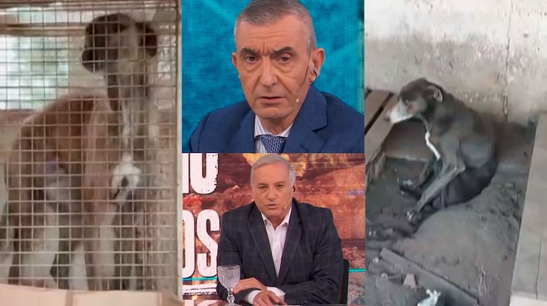 Los vecinos de Pehuajó denuncian un “campo de concentración de perros”: el impactante informe de Telenoche