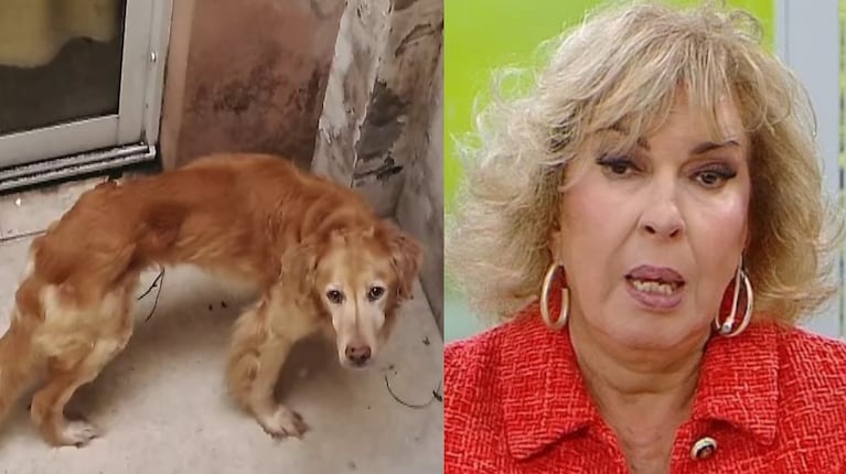 Georgina Barbarossa se sacó contra el dueño de un perro abandonado y desnutrido: “¡Qué HDP! ¡Perverso!”