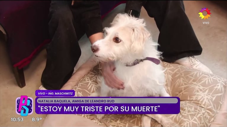 La triste historia de Tony, el perrito discapacitado de Leandro Rud que todavía espera una familia