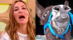 Analía Franchín vivió una desesperante situación con un burro: “Me corrió y estaba...”