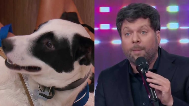 De la emoción a las lágrimas: así fue el reencuentro en vivo de una familia con su perrito en lo de Guido Kaczka