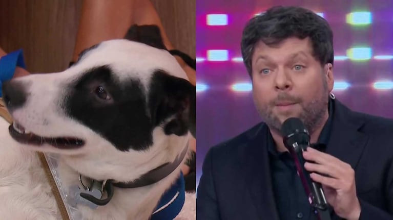 Reencuentro en vivo: la verdad detrás de “Pandy”, el perrito del programa de Guido Kaczka