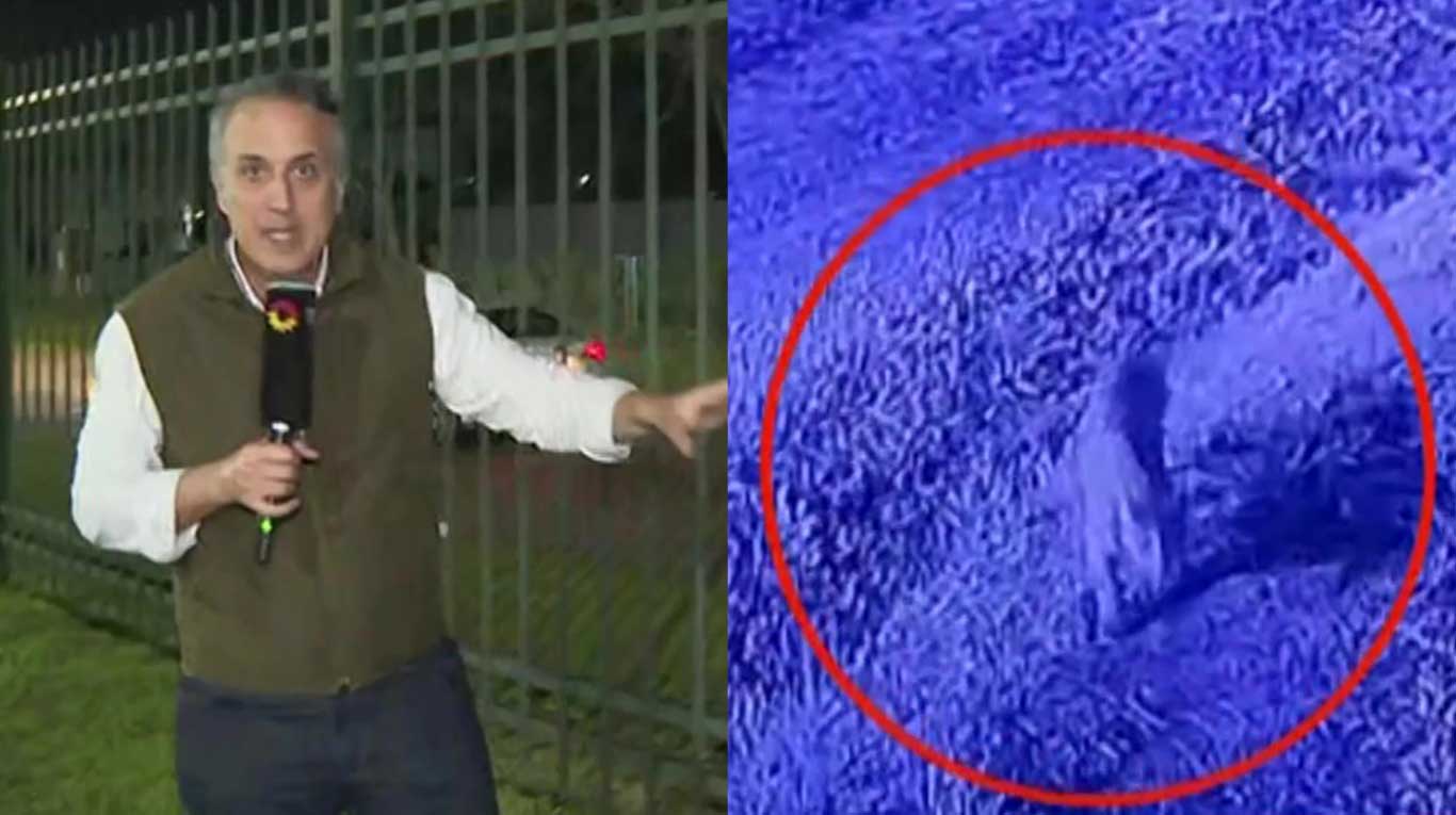 Un puma en un barrio cerrado de Pilar: así es el operativo para hallarlo