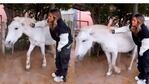 Julieta Poggio fue a acariciar a un caballo y recibió una tremenda patada