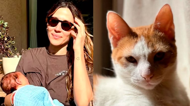 Jimena Barón mostró cómo fue el primer contacto de su gato con su hijo Arturo