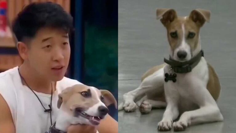 Video: así vive hoy el perro Arturo tras dejar la casa de Gran Hermano