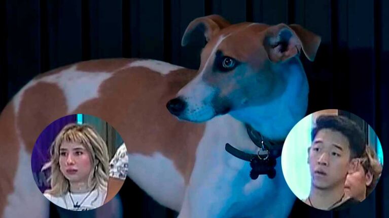El Chino y Paloma se llevaron un gran susto cuando el perrito Arturo de Gran Hermano se ahogó con la comida