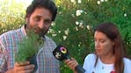 Un especialista en plantas y "huertuber" explicó cómo combatir a los mosquitos 