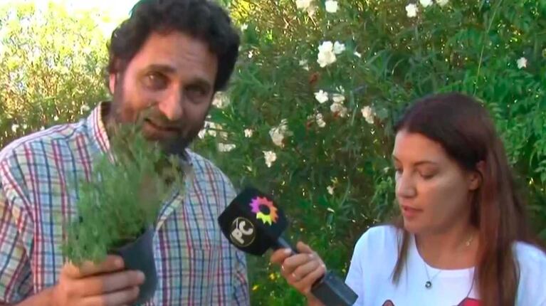 Invasión de mosquitos: cuáles son las plantas repelentes para protegerse