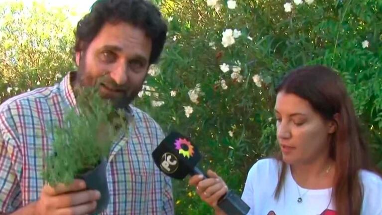 Invasión de mosquitos: cuáles son las plantas repelentes para protegerse