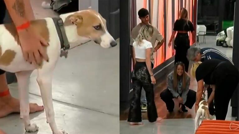 A qué participante de Gran Hermano 2023 se apegó Arturo, el perrito que entró a la casa