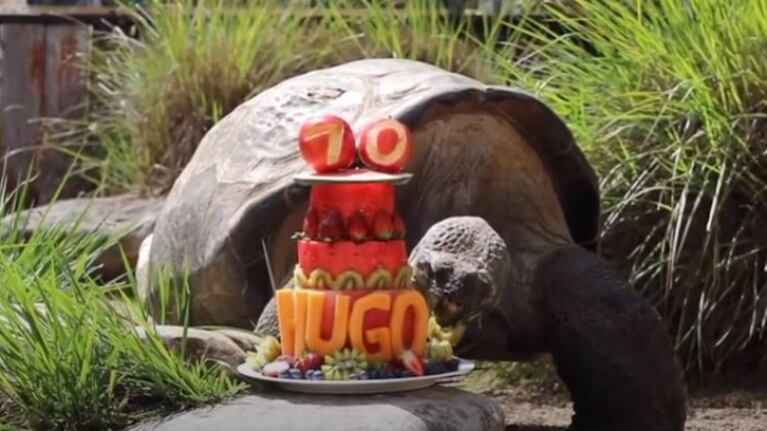 Hugo, una tortuga de las Galápagos australiana, celebra su 70 cumpleaños