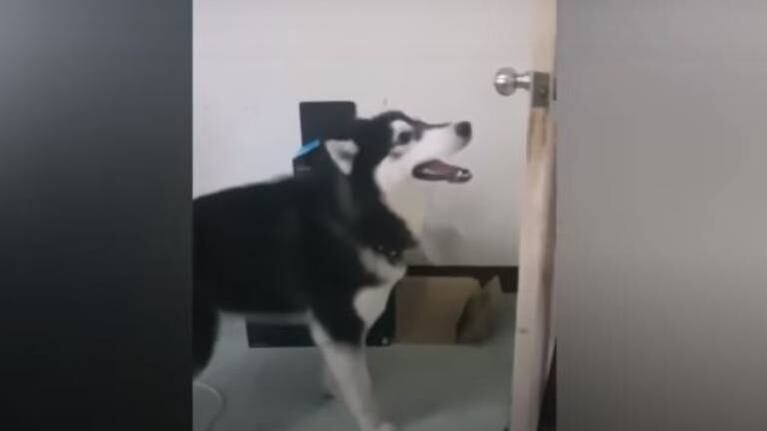 Husky siberiano no soporta reto de la novia de su dueño y cierra la puerta