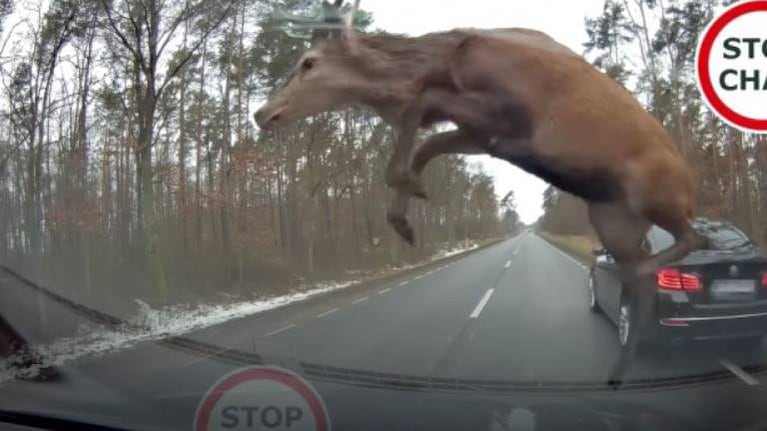 Impactante: manada de ciervos salta sobre un auto en plena carretera
