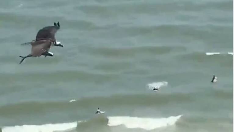 Impactante video de un ave que se lleva del mar un ¿Tiburón?
