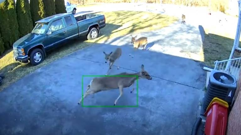 Impactante video: manada de ciervos sale de un bosque y “ataca” un garaje