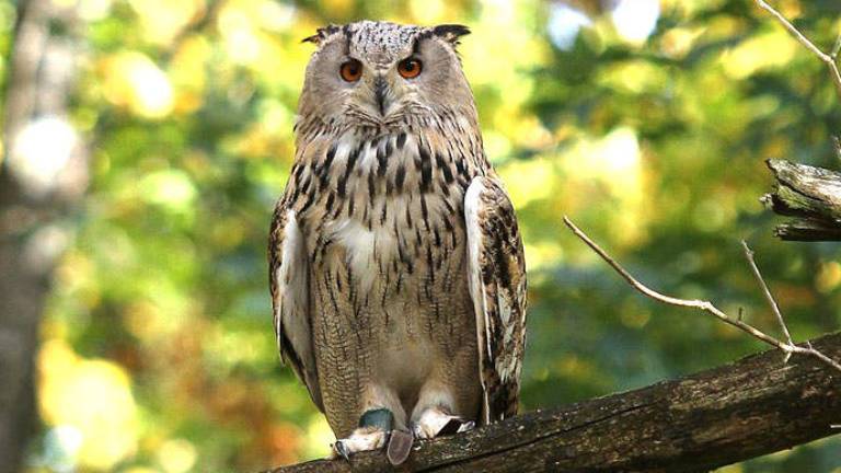 Impresionante: captan el perfecto camuflaje de un búho que protege a sus crías