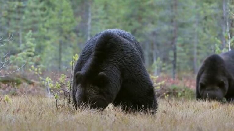 Impresionante lucha de dos osos en Finlandia por comida