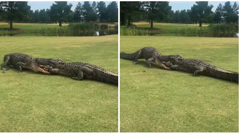 Impresionante: se hicieron virales las imágenes de una pelea entre dos caimanes en un campo de golf 