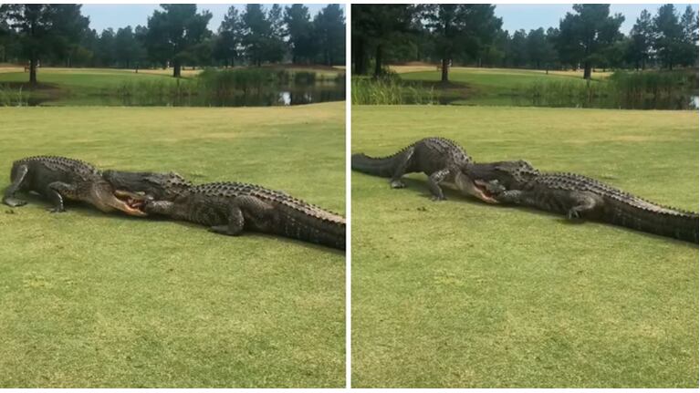 Impresionante: se hicieron virales las imágenes de una pelea entre dos caimanes en un campo de golf 