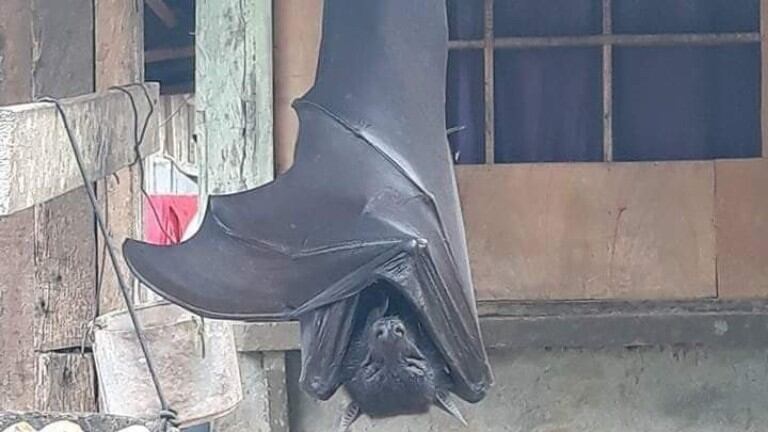 Impresionante: se hizo viral la imagen de un murciélago del tamaño de una persona