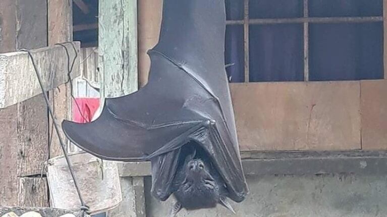 Impresionante: se hizo viral la imagen de un murciélago del tamaño de una persona