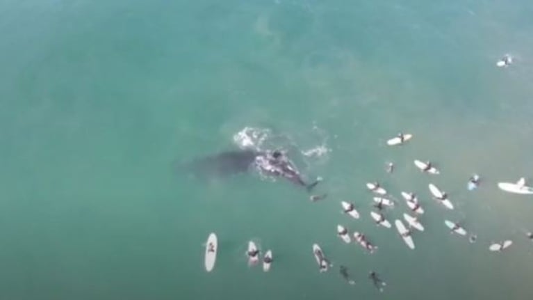 Increíble momento en que una ballena y su cría juegan a pocos centímetros de un grupo de surfistas