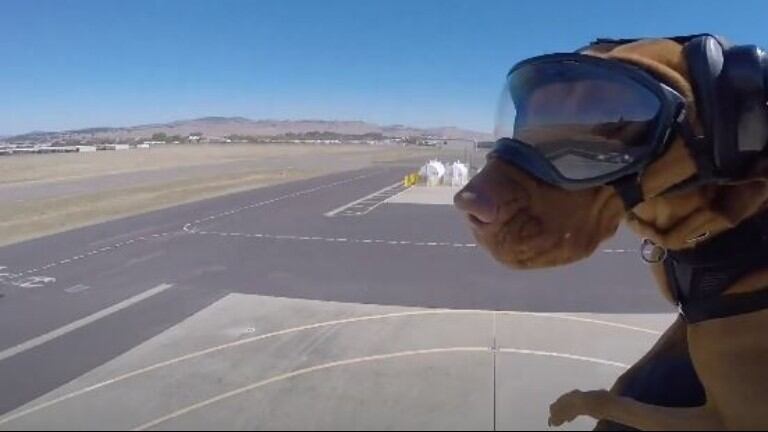 Increíble: perros se lanzan en paracaídas desde un avión