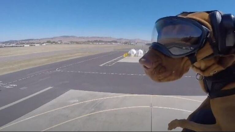 Increíble: perros se lanzan en paracaídas desde un avión