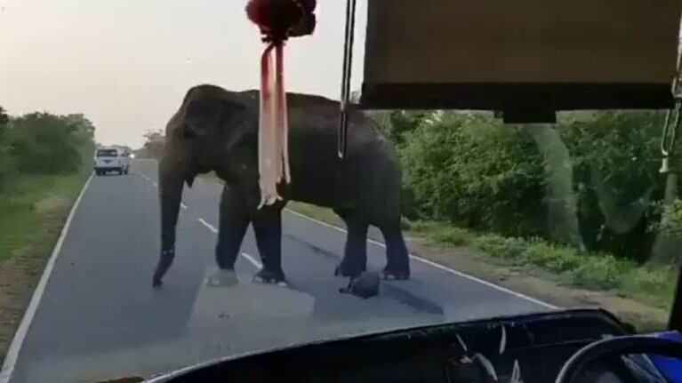 India: elefante asalta vehículo y “roba” racimo de bananas