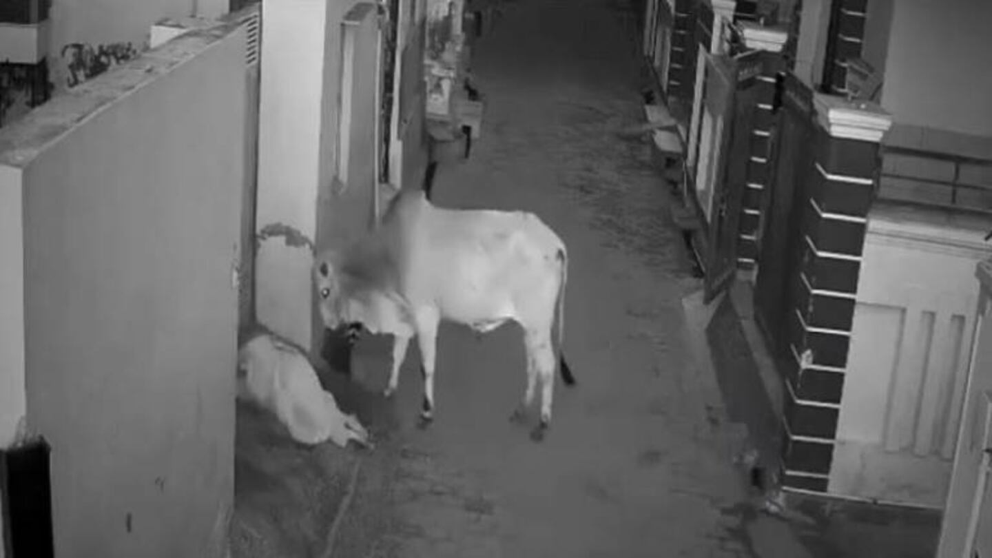 India: niño salva a su abuela del ataque de un toro