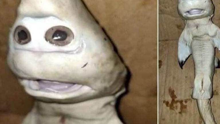 Indonesia: pescan una cría de tiburón con un rostro similar al de un humano