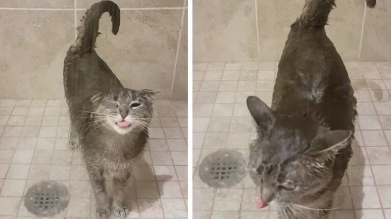 Inesperado: un gato se baña con alegría bajo el agua de la ducha
