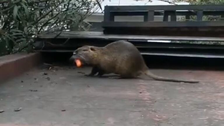 Insólito: apareció un roedor gigante en una terraza de La Boca.