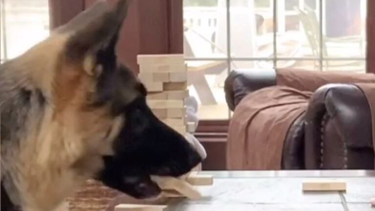  Insólito: la perra que hace furor en las redes por jugar al “jenga”