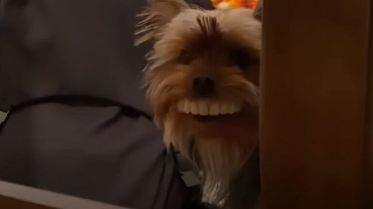 Insólito: un perrito es atrapado en el momento justo que se probaba la dentadura de su dueño
